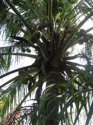 Coconuts growing in a palm tree