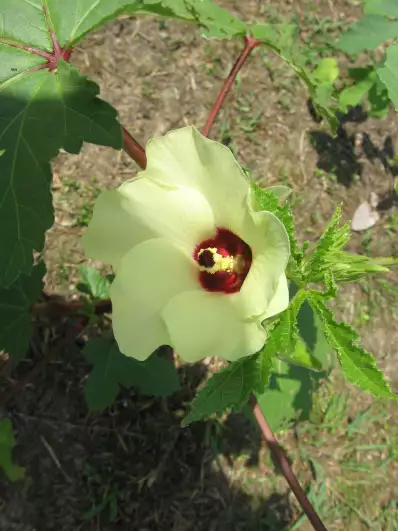 Okra flower that transforms into an edible lady finger