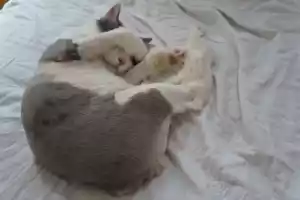 Baxster is a manx Baxster is a manx