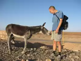 Connecting with a donkey