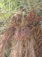 Ripe dates