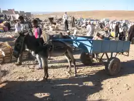 Traditional donkey transport