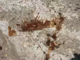 Plenty of these blood-looking spits everywhere, sometimes landing on your feet, too Plenty of these blood-looking spits everywhere, sometimes landing on your feet, too