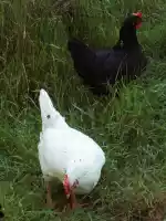 2 hens 2 hens