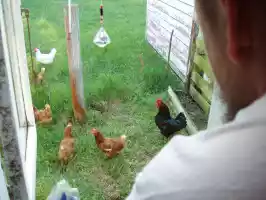 Bird watching Bird watching