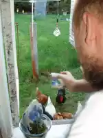 Chicken feeding Chicken feeding