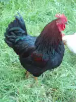 Rooster again Rooster again