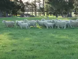 Sheep escaping Päivi Sheep escaping Päivi