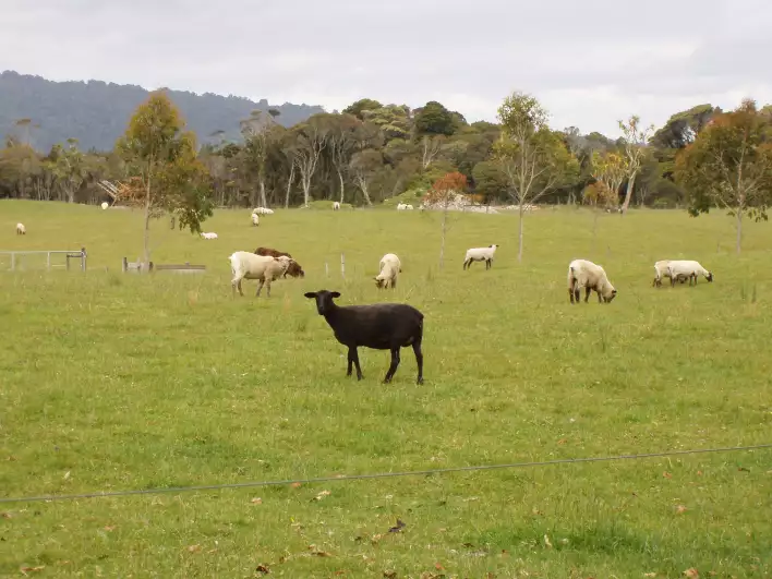 A rare black sheep