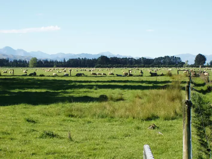 A VERY typical New Zealand scene