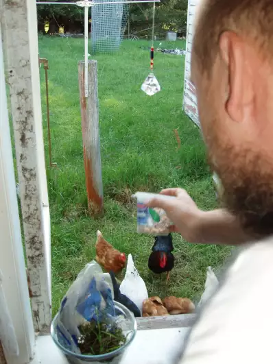 Chicken feeding