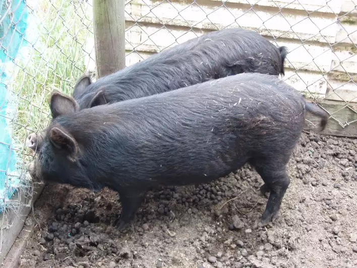 Piggy Wiggys