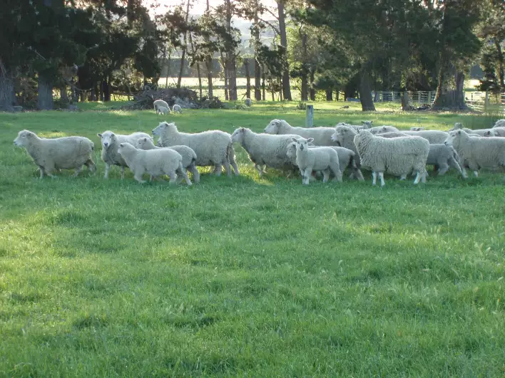 Sheep escaping Päivi