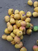 Mango season!