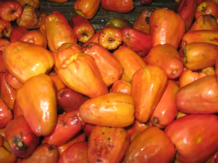 Cashew nuts grow on top of these tannin-tasting fruits