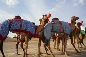 Cars have replaced camels