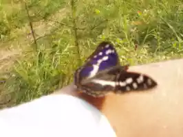 A butterly on Santeris hand