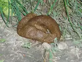 Pile of shit on the road