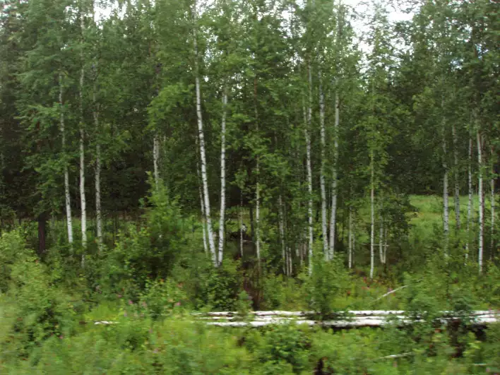 A typical scene in classical Russian movies: a forest of birch trees