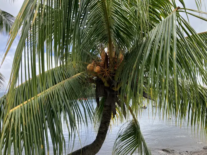 Coconuts