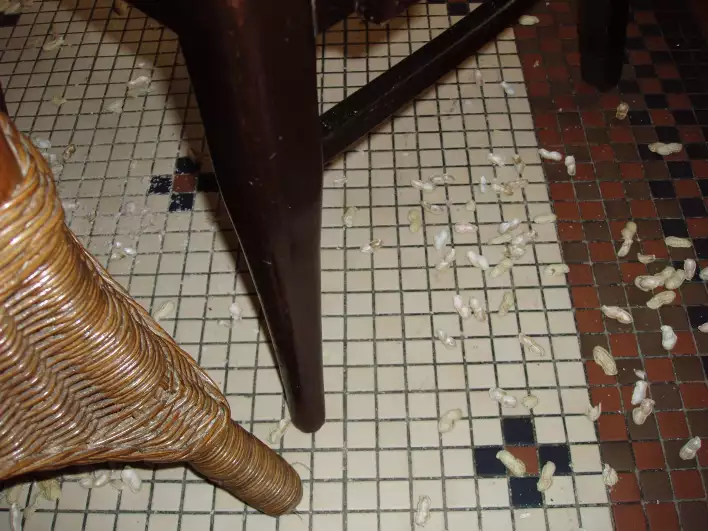 Great mess, peanut shells on the floor