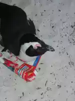 A price-conscious penguin A price-conscious penguin