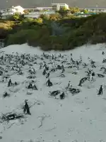 N+1 penguins N+1 penguins