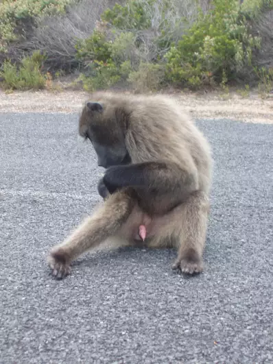 A male baboon