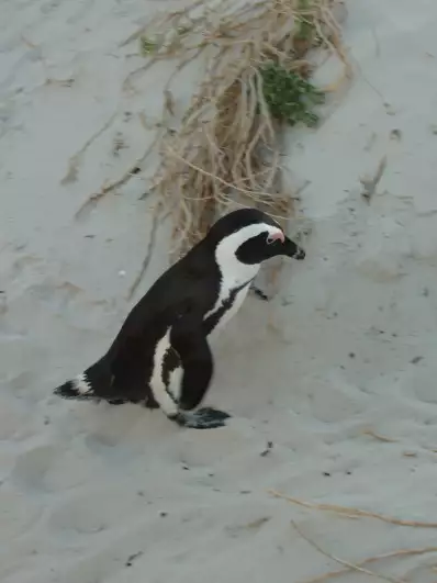 Another penguin