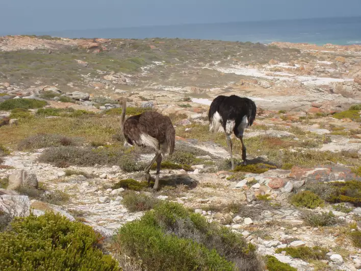 Lots of original African animals like emus