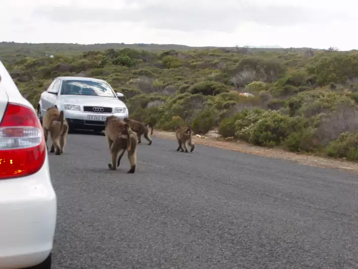 N baboons blocking the traffic