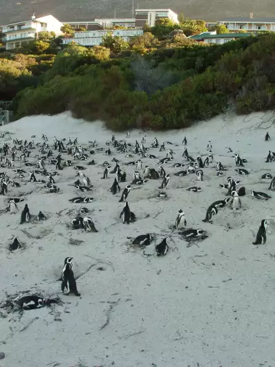 N+1 penguins