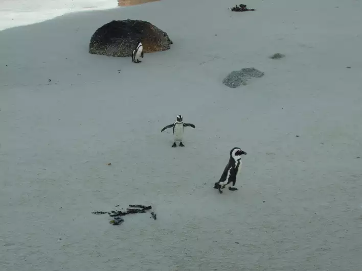 Penguin trying to take off