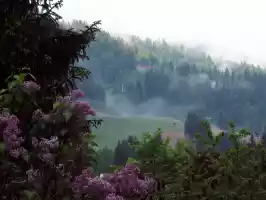 Morning mist
