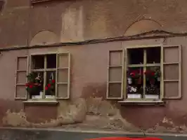 Pelargonias
