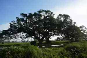 These trees were imported from Australia to provide shadow