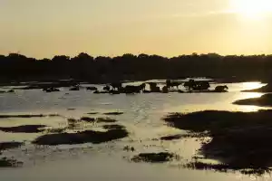 Water buffaloes bathing
