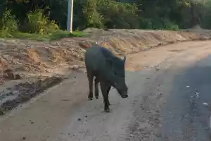 Wild boar