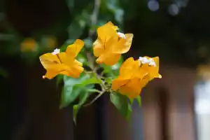 Yellow flowers