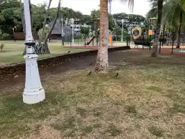 Birds that sound like nintendo Birds that sound like nintendo