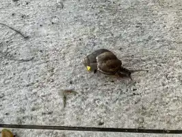 Snail Snail