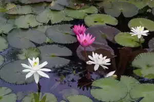 Blooming lotus