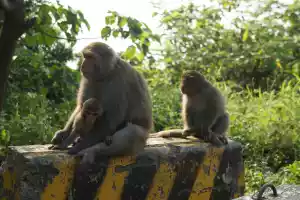 Smarter, more hairy apes