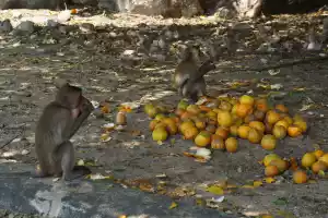 Feast Feast