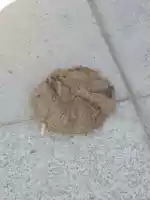 Dried yak turd