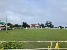 Mother hen with chicks Mother hen with chicks