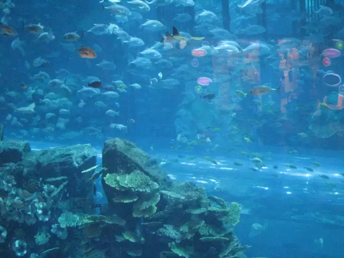 Giant aquarium exploiting the fish to attract visitors