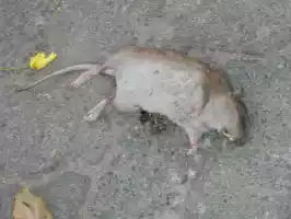 Better being a dead than patronised rat (Santeris motto)