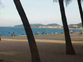 Palm trees in Nha Trang