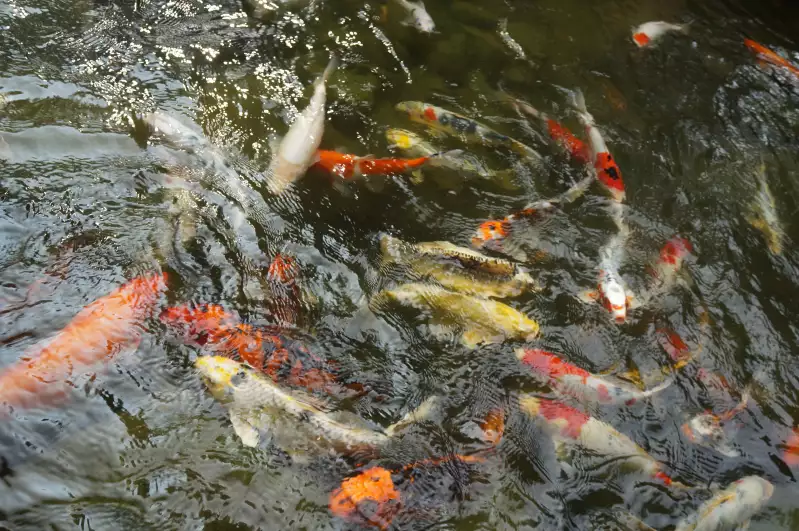 These poor goldfish thought we came to feed them